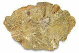 Fossil Dinosaur Bone Fragments in Sandstone - Wyoming #292641-3